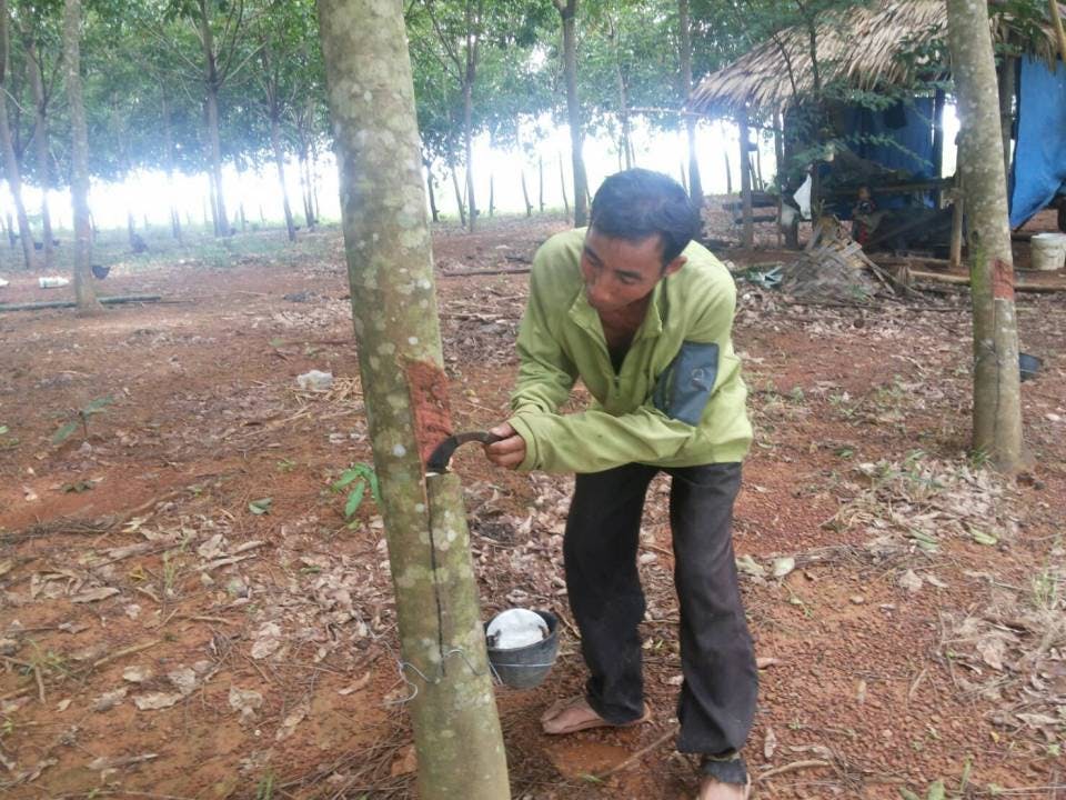 Au Laos, grâce au reboisement d’hévéas, des surfaces brûlées deviennent de nouveau utilisables durablement. Le projet réduit les émissions de CO2, soutient une agriculture durable et contribue à combattre la pauvreté.