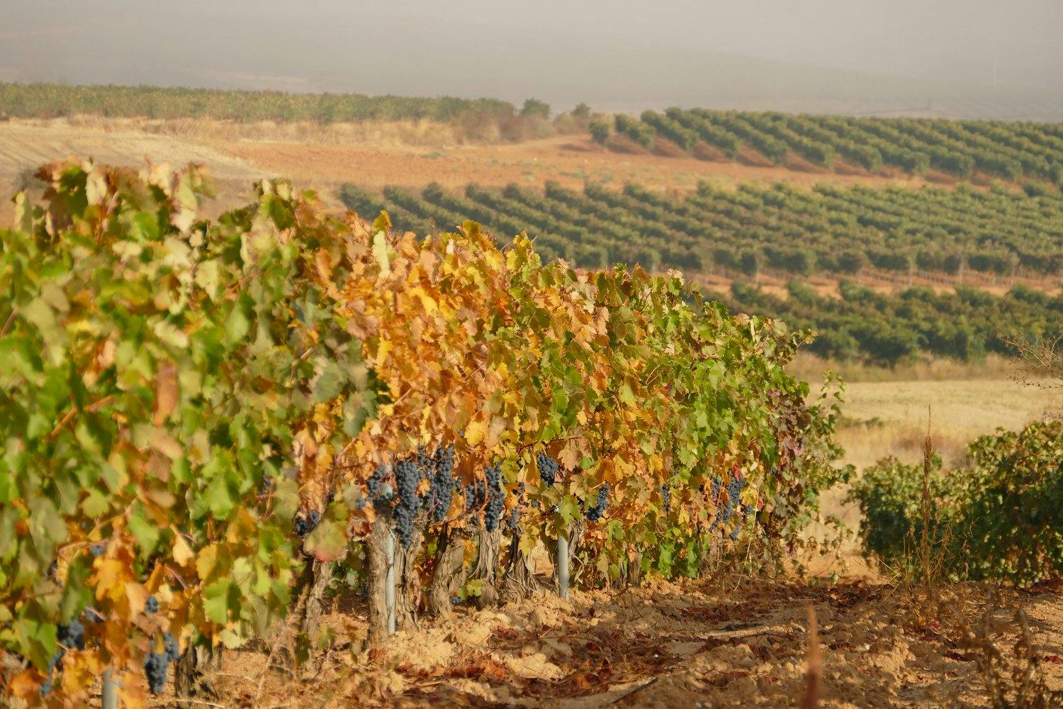 Die Weine von Ribera del Duero verdanken ihren besonderen Charakter der hohen Lage der Reben und den klimatischen Begebenheiten, denen sie ausgesetzt...