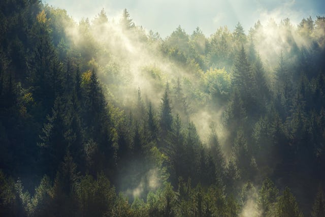 Le bruit du vent dans les arbres a un effet apaisant: brume matinale en forêt. Le bruit du vent dans les arbres a un effet apaisant: brume matinale en forêt.