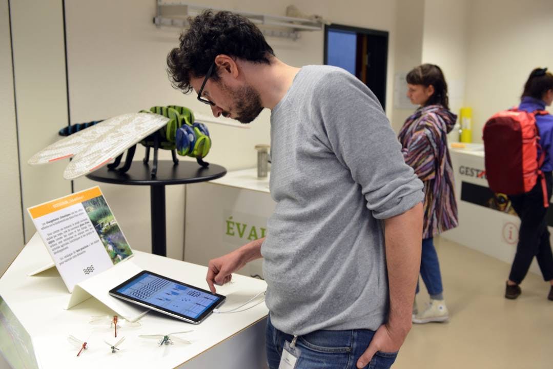 Observation et identification des libellules.