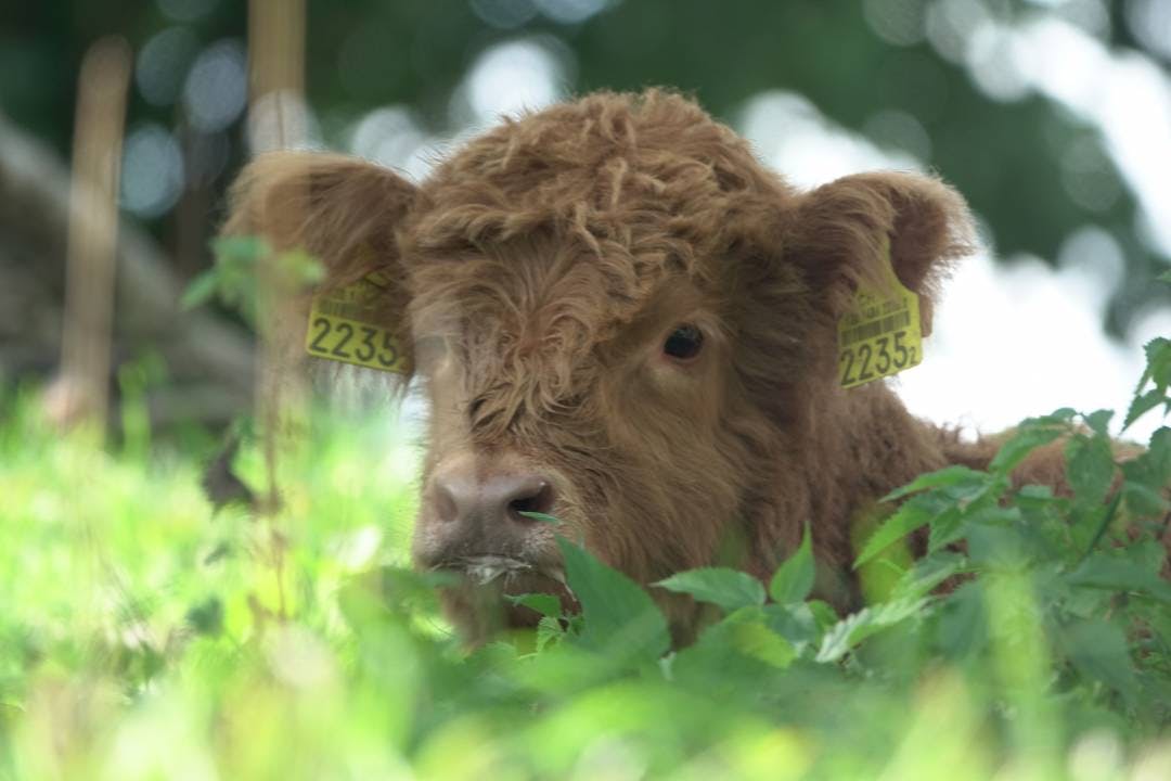 Strenge Richtlinien garantieren das Wohl der Tiere.