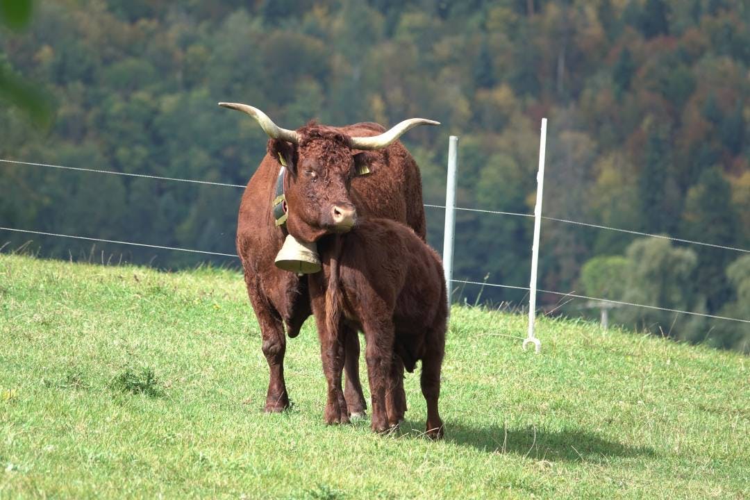 In der Mutterkuhhaltung werden Kuh und Kalb nie getrennt.