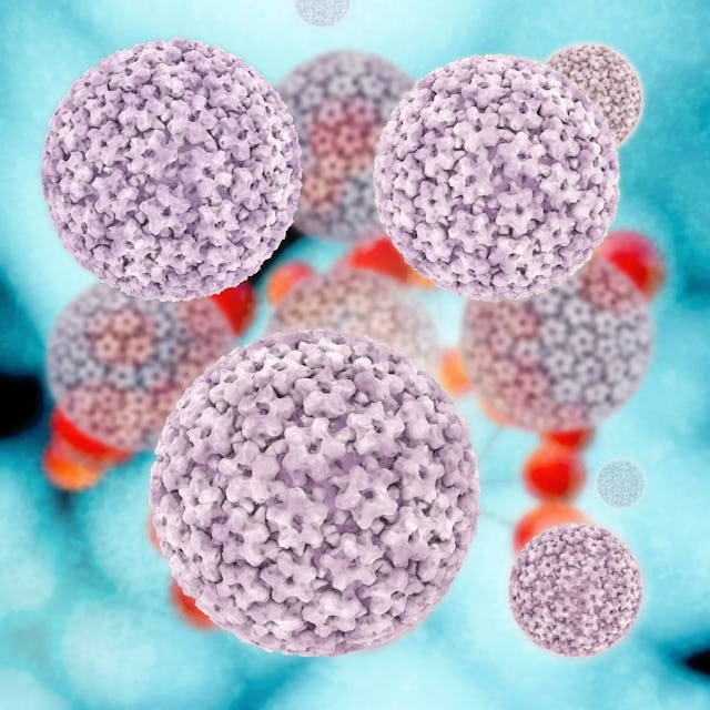 Illustration Humane Papillomaviren (HPV)