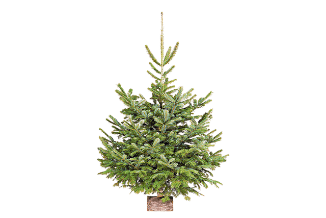 Sapin Nordmann Bio Oecoplan,
125-150 cm, 49.95 francs, Coop