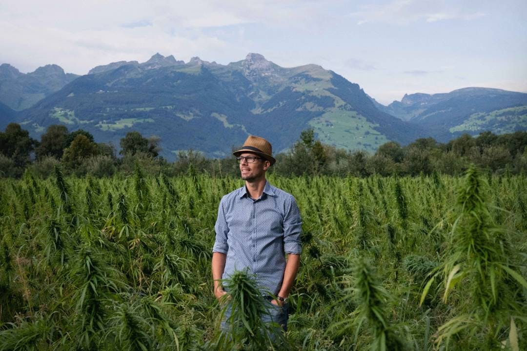 Emanuel Schütt war selbständiger Gärtner/Gartenbauer und kennt die alte Kulturpflanze wie kaum ein Zweiter.