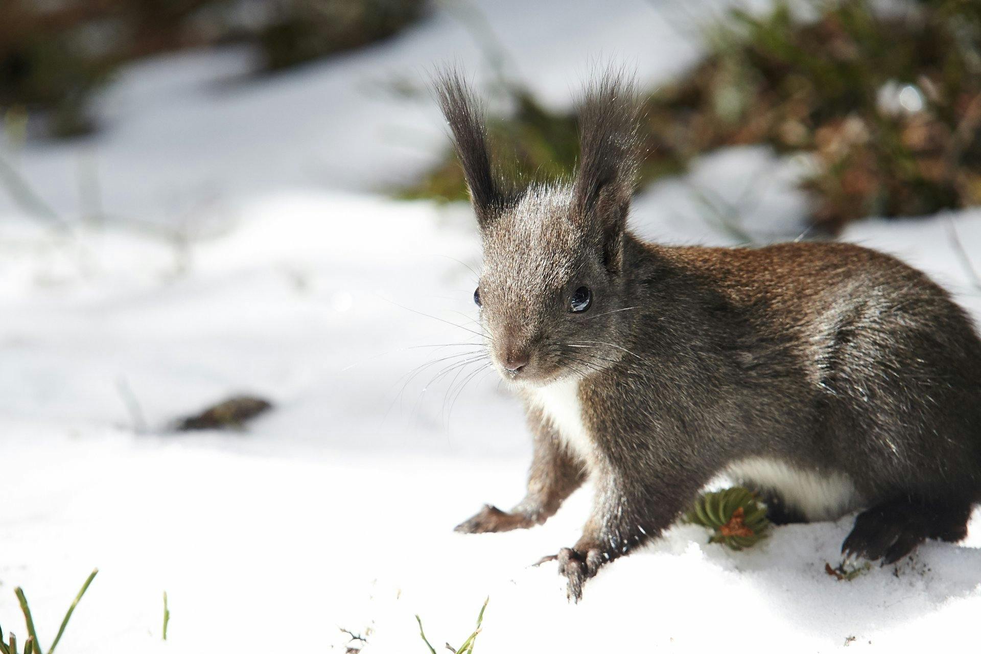 In Arosa sind Natur ...