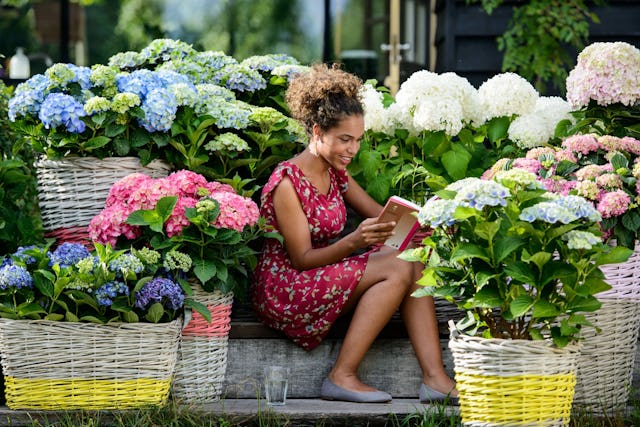 Hortensien, die ihre üppige Blütenpracht auch in Innenräumen entfalten, sind auch perfekte Zimmerpflanzen. Hortensien, die ihre üppige Blütenpracht auch in Innenräumen entfalten, sind auch perfekte Zimmerpflanzen.