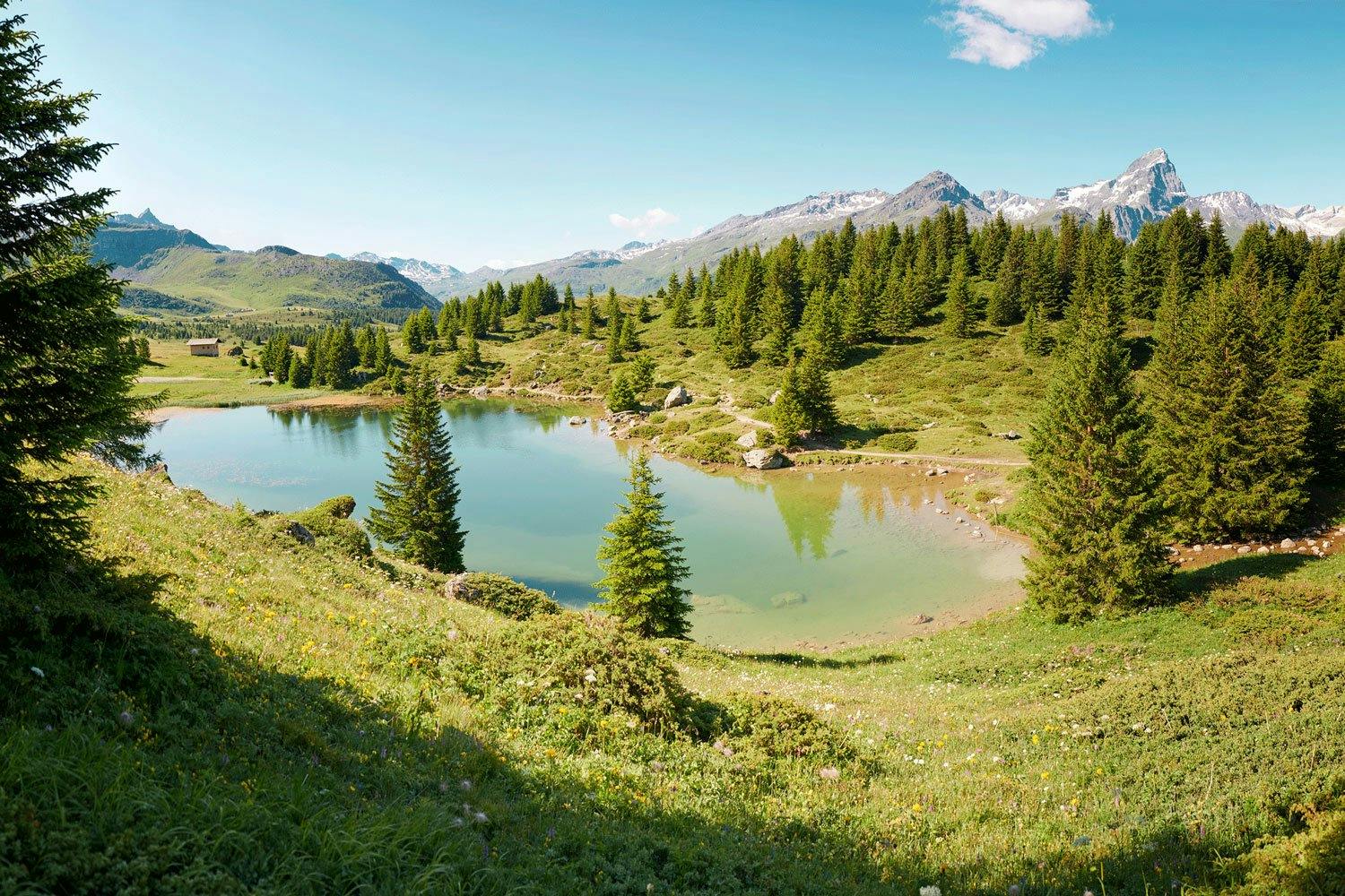 Naturbegeistere kommen auf der Alp Flix im Val Surses in den Genuss.