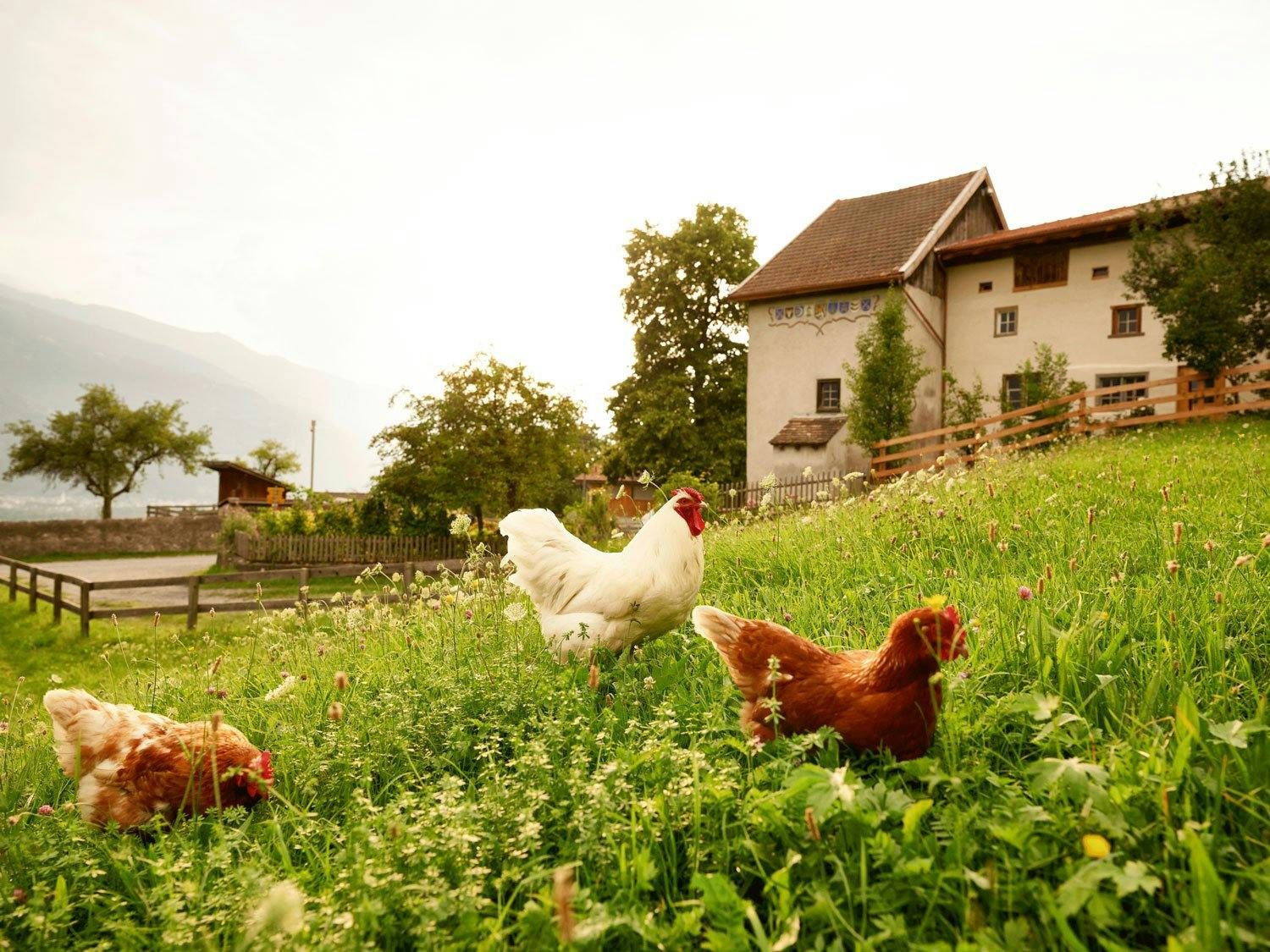 Das Heididorf in Maienfeld ist der Originalschauplatz der weltbekannten Heidi-Geschichte.