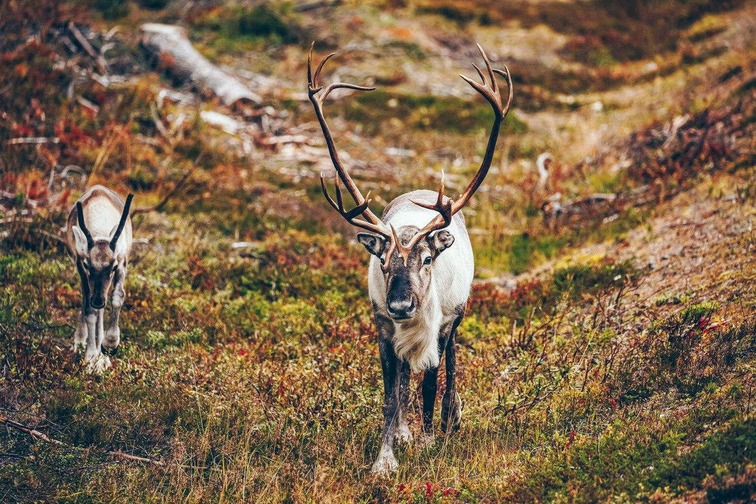 Auf einer Wanderung trifft man nicht selten auf grasende Rentiere