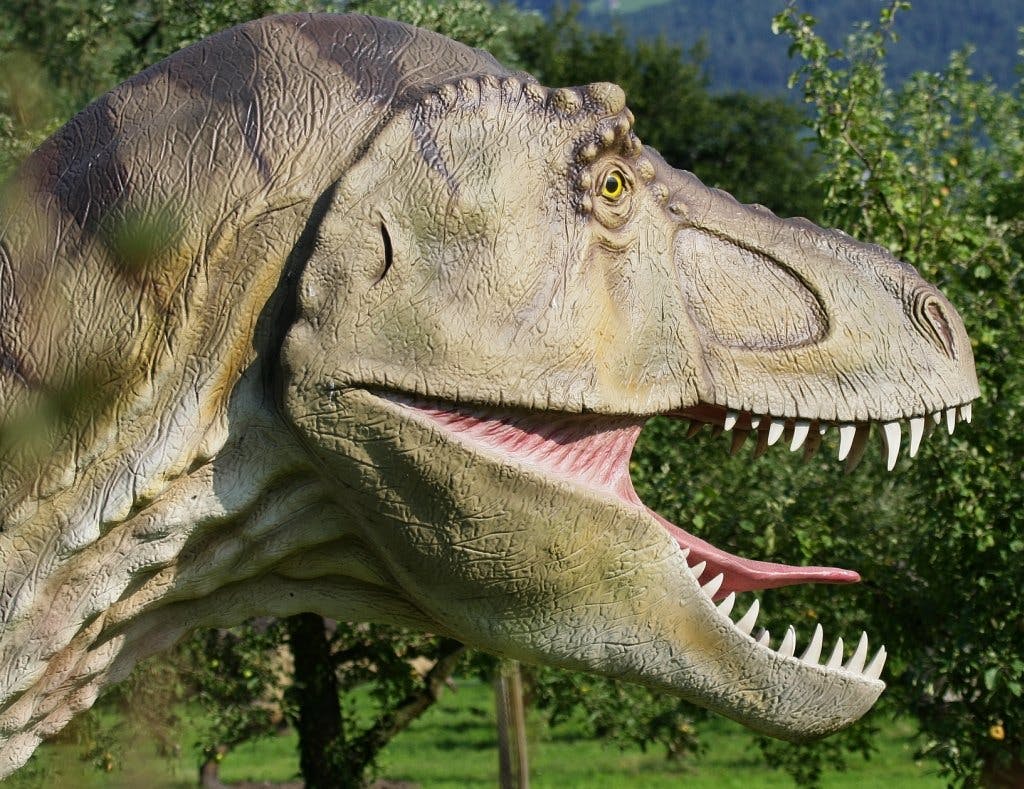 Ob Tyrannosaurus Rex, Stegosaurus oder Maiasaurus: Die Urzeit-Echsen kannst du in voller Pracht erleben.