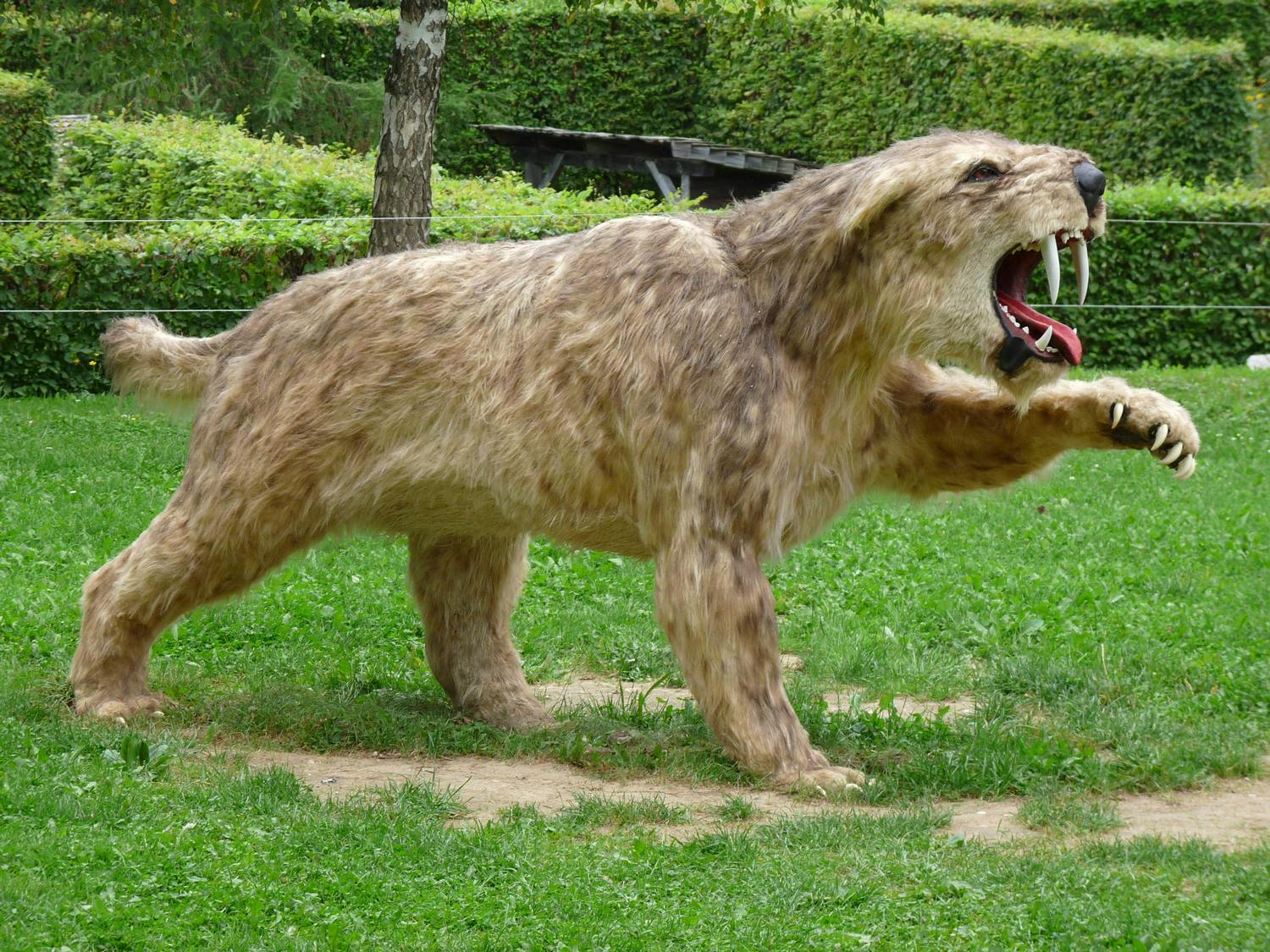 Der Säbelzahntiger, ein Nachfahre der Dinosaurier, ist auch vor Ort.