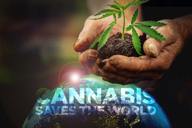 Die Firma Puregene will mit dem nachhaltigen Rohstoff Cannabis die Welt retten.