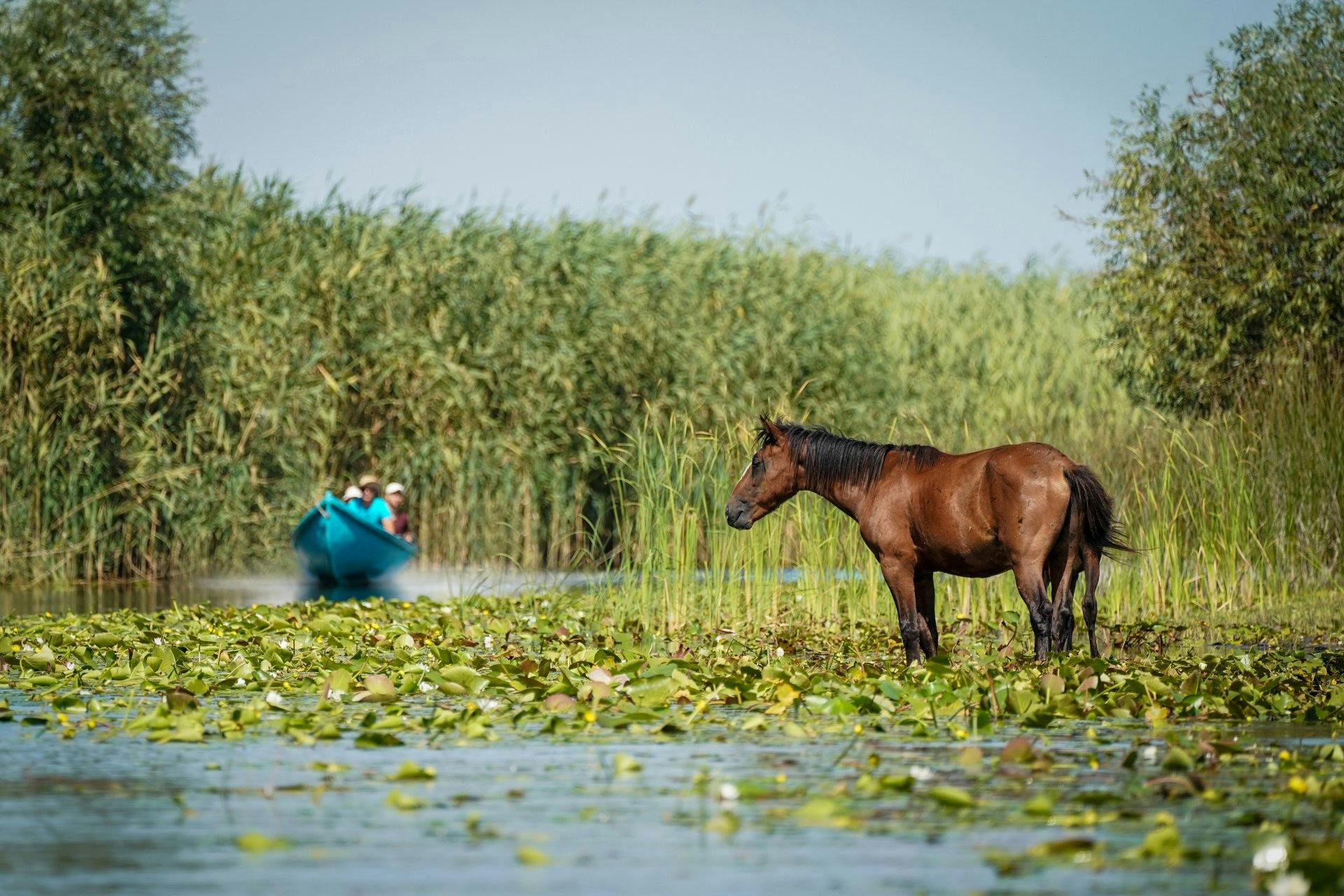 Auf den Natur-Flussreisen hast du die Möglichkeit, mit Expert*innen durch das Donaudelta zu fahren und aussergewöhnliche Momente zu erleben.