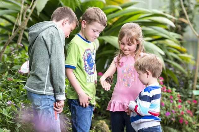 Les quelque 1000 papillons, bien qu'ils ne soient pas domestiqués, aiment se poser parfois sur les visiteurs.