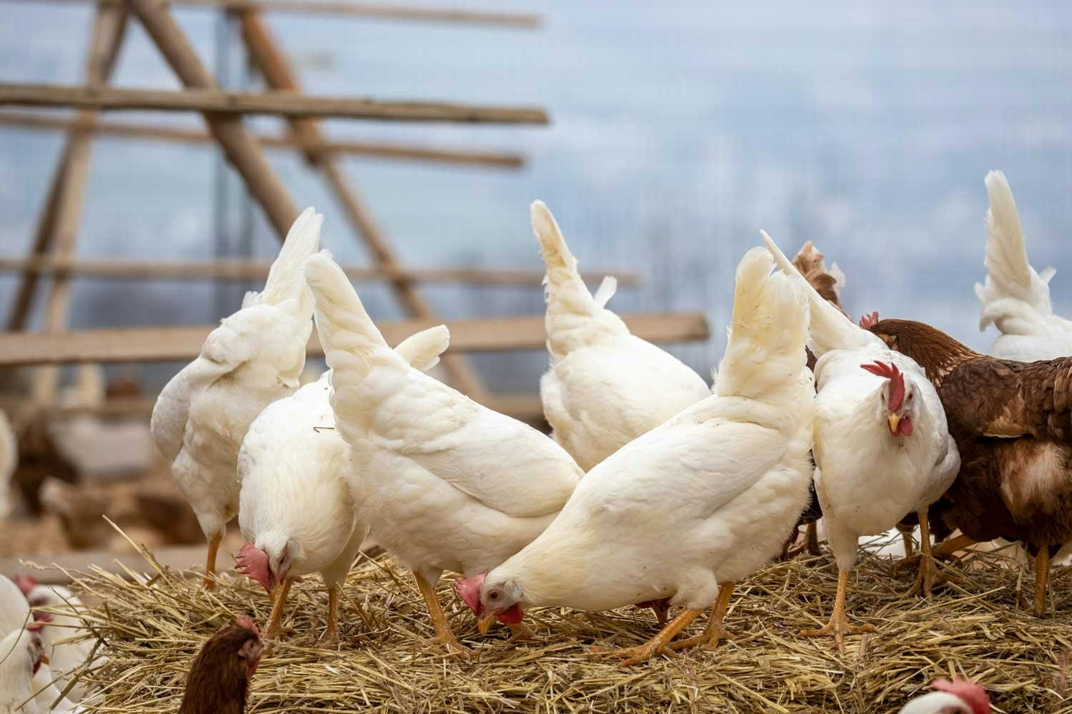 Auf dem Hof der Familie Iten wird nach Bio-Standards produziert. Deshalb haben die Hühner hier noch mehr Platz als herkömmliche Freilandhühner.