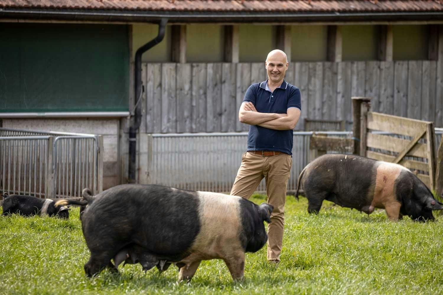 Hampshire-Schweine fühlen sich in der Schweiz pudelwohl. Kein Wunder, denn sie geniessen das Leben auf dem Ueli-Hof nach Standards von Bio-Suisse.