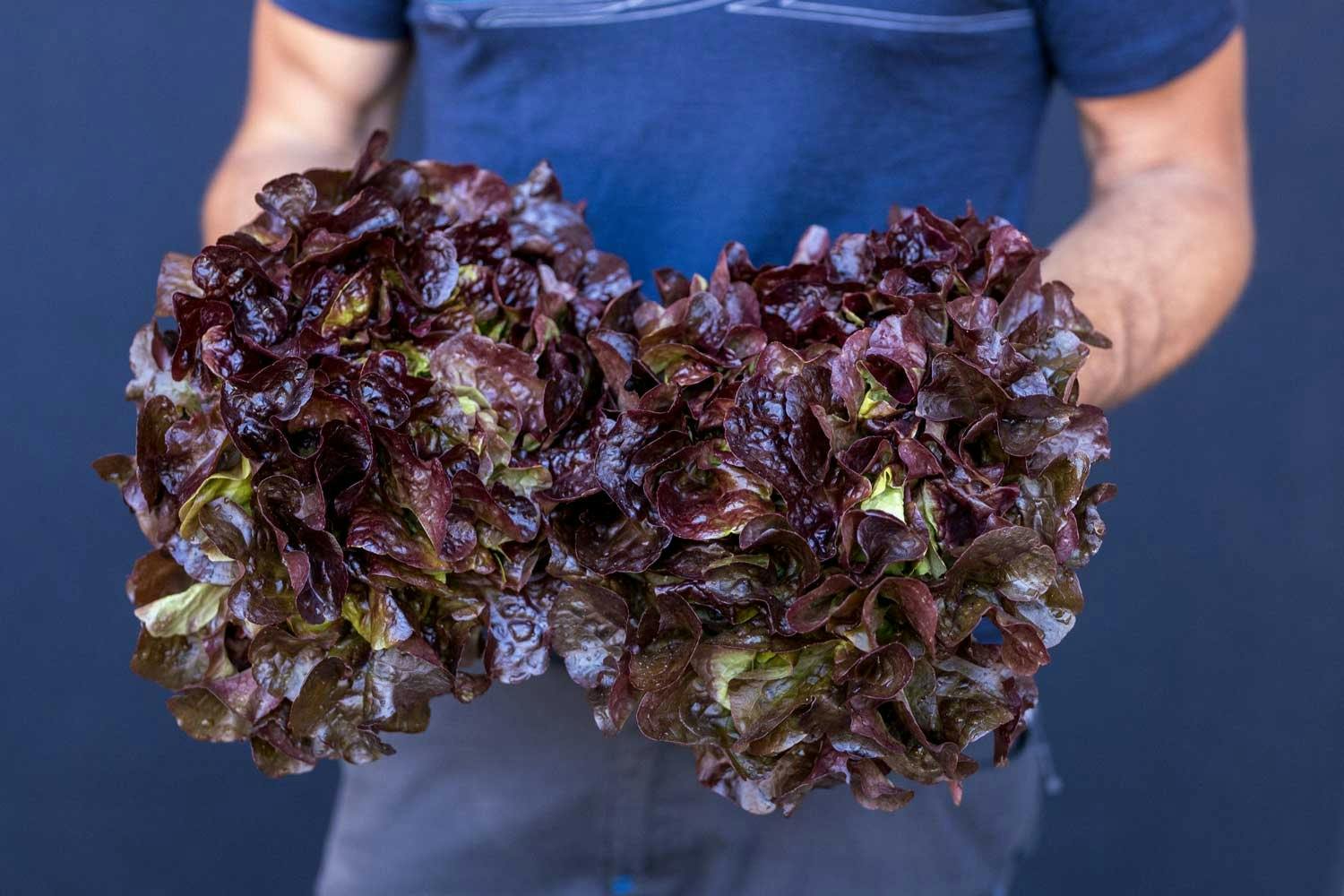 Da bleibt nicht viel Zeit, die Aussicht auf die Rigi zu geniessen.