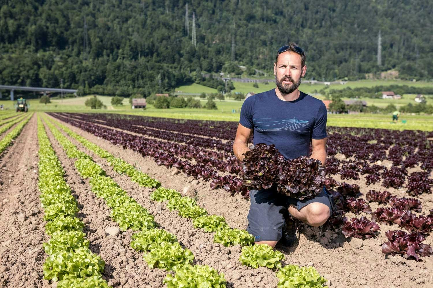 Schon um 12 Uhr muss der Salat geduscht und verpackt sein, damit er pünktlich im Verteilzentrum der Migros ankommt.