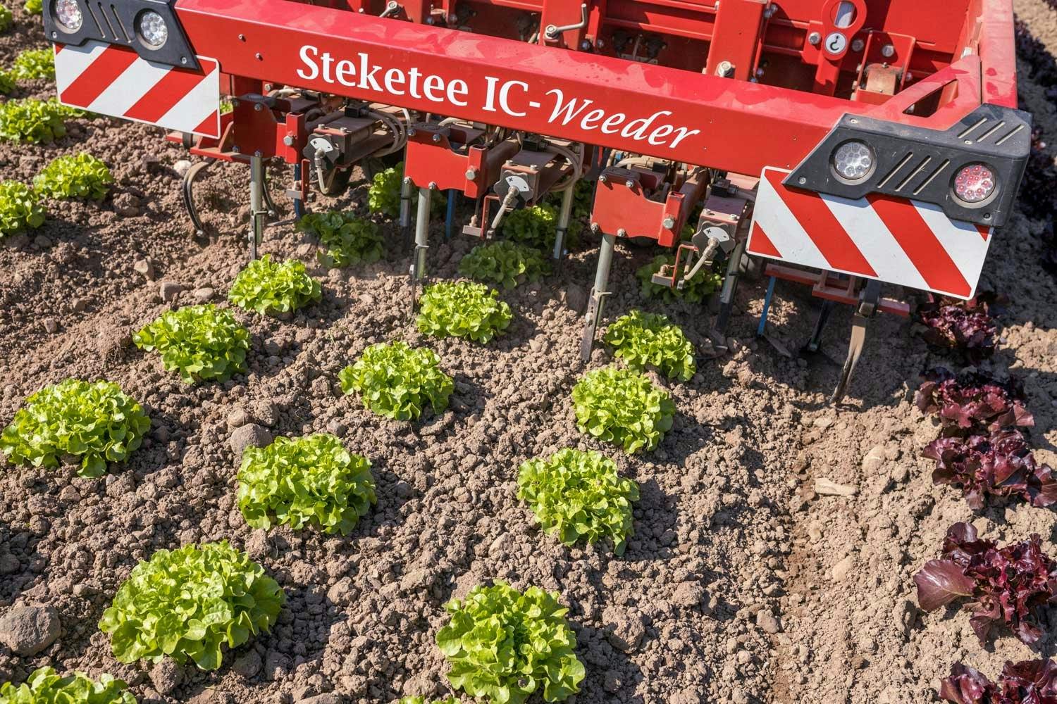 Der Bio-Salat von Anita und Michael Reichmuth aus Oberarth wird express-geerntet.