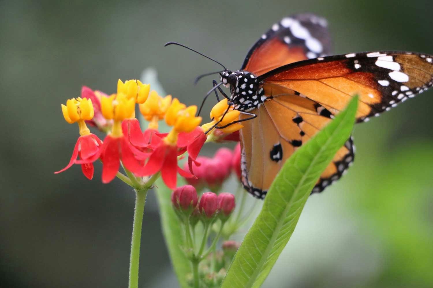 Im Papiliorama in Kerzers im Kanton Freiburg tauchst du in eine wunderschöne Welt voller exotischer Tiere ein.