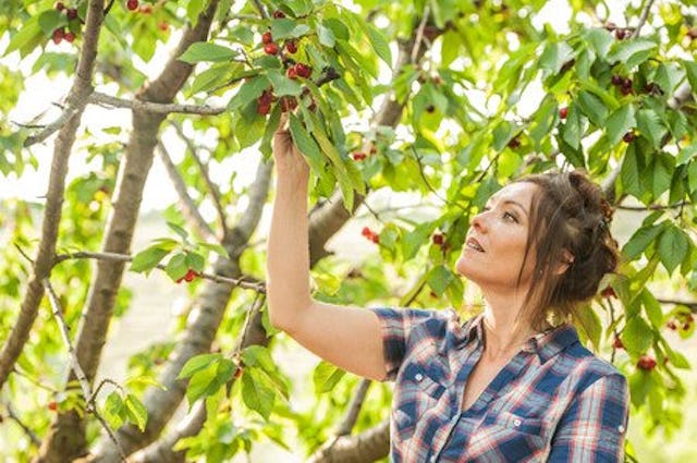 Wer die Hitze im Sommer sowieso nicht verträgt, sollte auf Kirschen und Aprikosen verzichten. Das Kernobst wärmt von innen.
