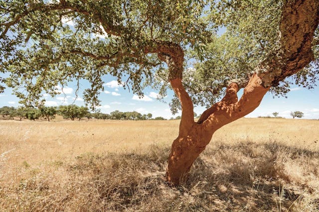 Winzer zu sein, ist kein einfacher Job. Vor allem dann nicht, wenn sich Fehler in ihre normalerweise köstlichen Weine einschleichen – wie etwa der «Zapfen», der durch Mikroorganismen in der Rinde der Korkeiche entstehen kann und schliesslich auch den Wein befällt. Winzer zu sein, ist kein einfacher Job. Vor allem dann nicht, wenn sich Fehler in ihre normalerweise köstlichen Weine einschleichen – wie etwa der «Zapfen», der durch Mikroorganismen in der Rinde der Korkeiche entstehen kann und schliesslich auch den Wein befällt.
