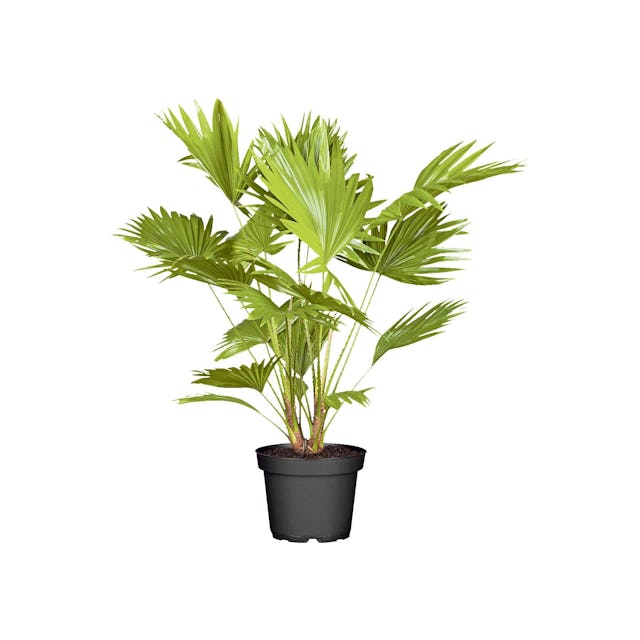 Crea la tua oasi: palma in vaso da ø 25cm, fr. 79.95, da Coop edile+hobby.