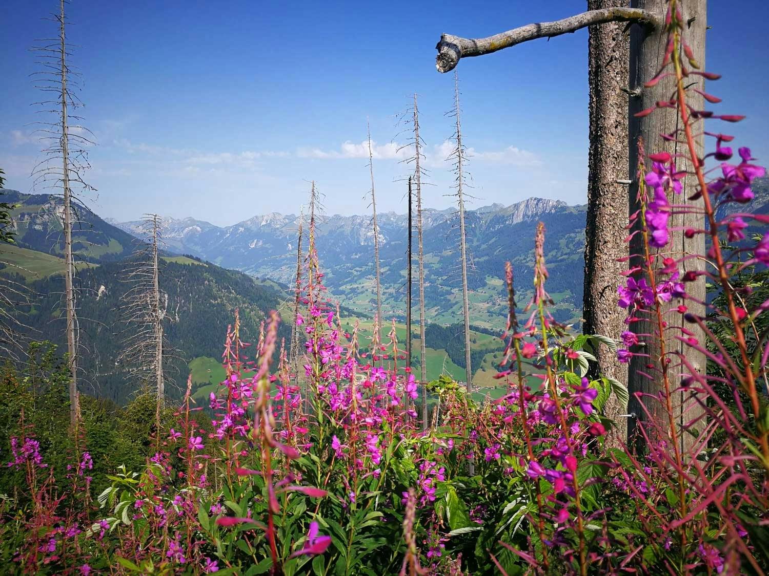 Ou la vue sur la vallée de la Simme et le Diemtigtal.