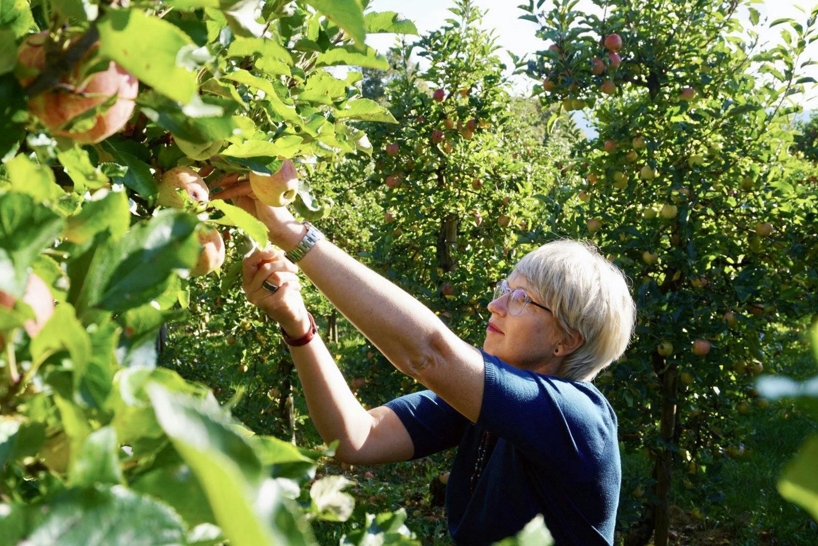Beobachte die fruchtige Natur in den Obstgärten des Schweizer Obst- und Brennereimuseums «Ô Vergers d’Ajoie».