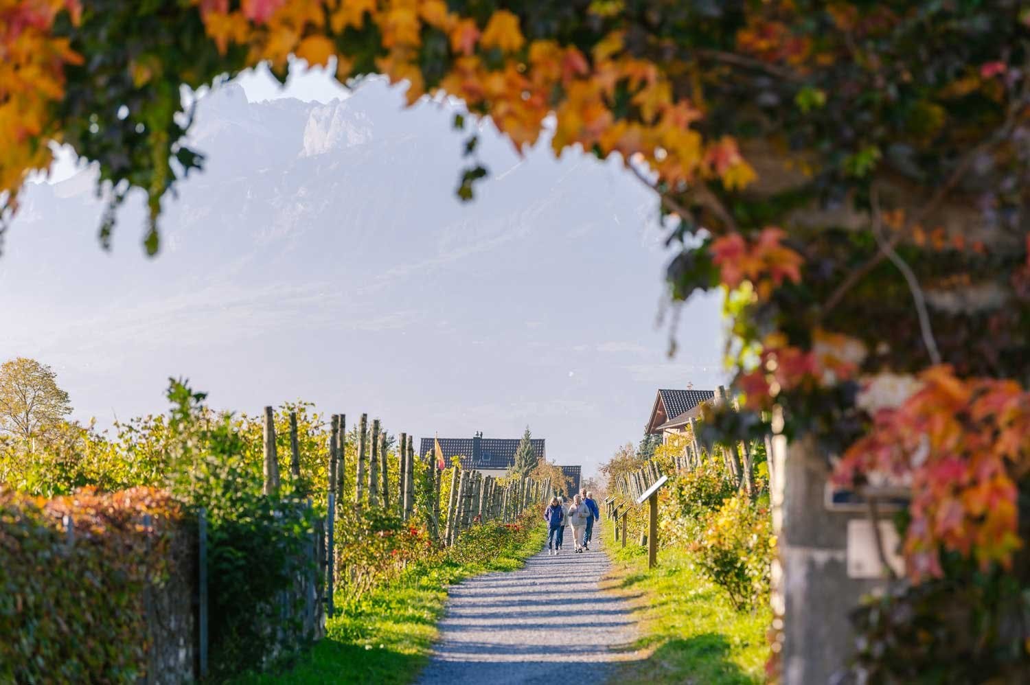 Über 100 Winzer*innen produzieren im klimatisch begünstigten Rheintal ihre Weine.