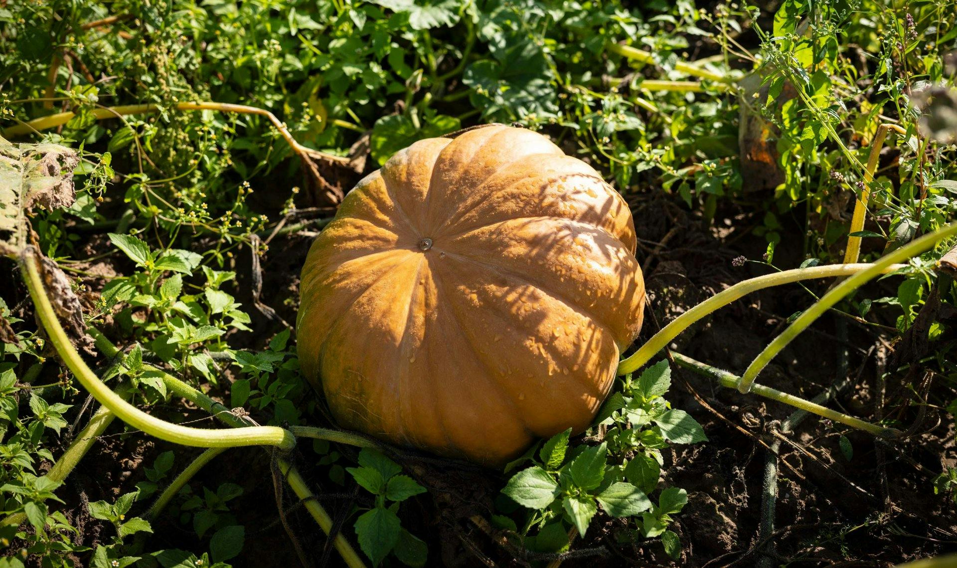 Beliebt im Herbst: Die schmackhaften Kürbisse sind eine Delikatesse.