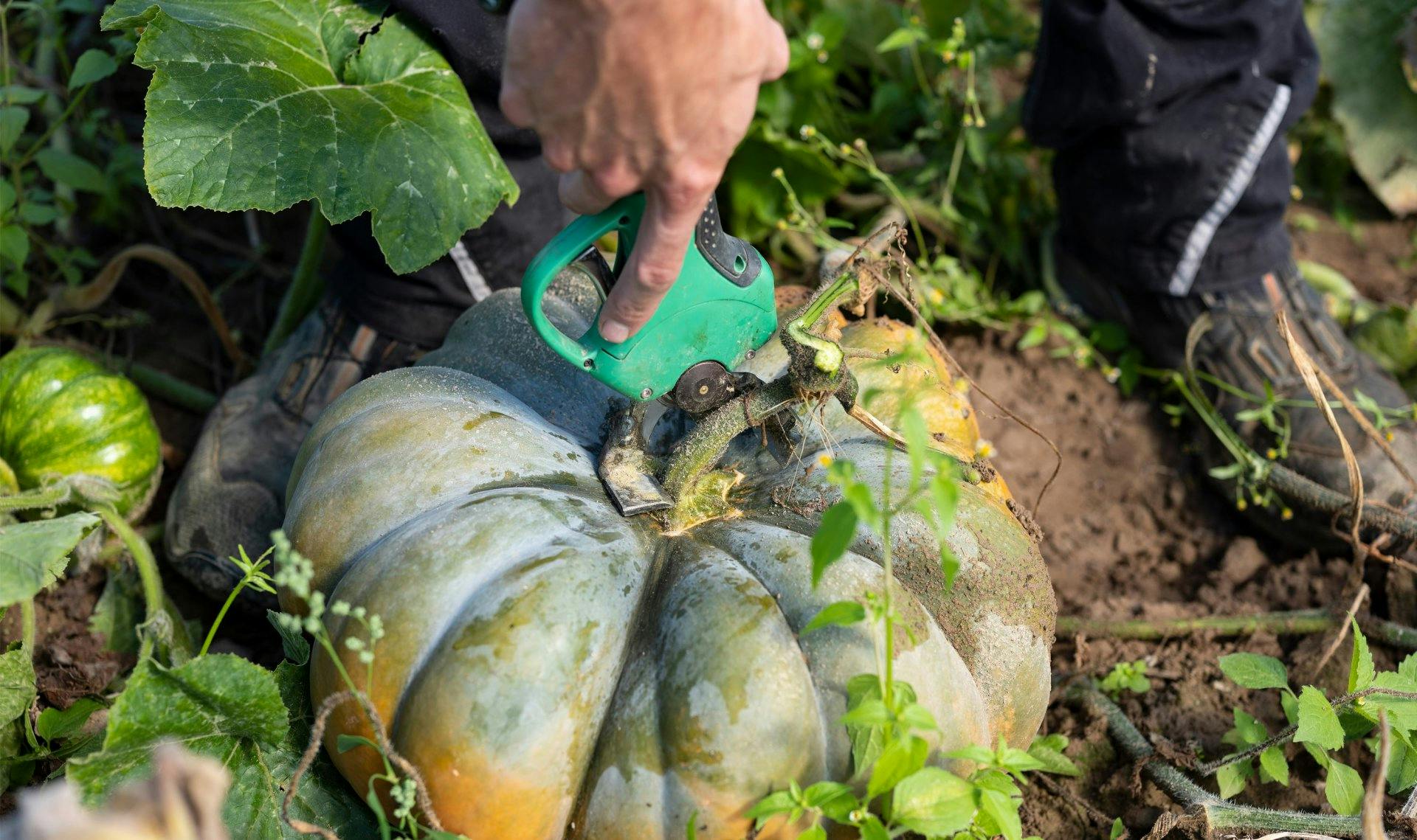 Jeder Kürbis wird einzeln von Hand geerntet und gedreht: So bekommt das Produkt seine gleichmässig schöne Färbung.
