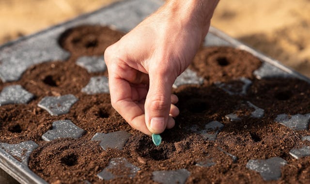 Vom Kern zum fertigen Produkt: Die Kürbisproduktion ist ein langwieriger Prozess.