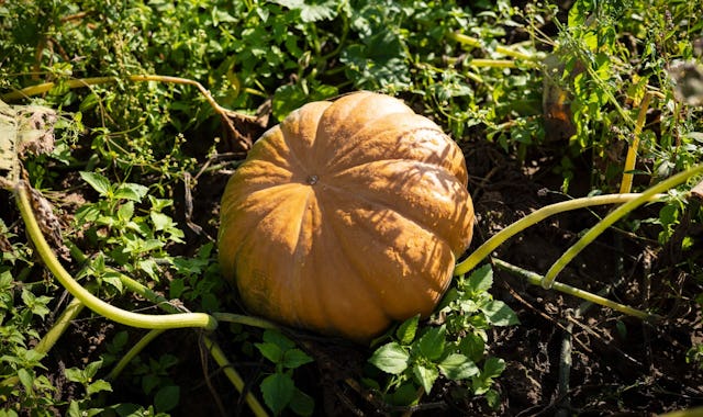 Beliebt im Herbst: Die schmackhaften Kürbisse sind eine Delikatesse.