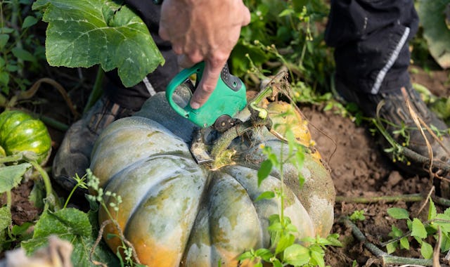 Jeder Kürbis wird einzeln von Hand geerntet und gedreht: So bekommt das Produkt seine gleichmässig schöne Färbung.