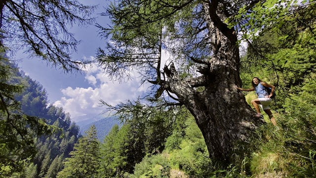 Wie Skulpturen säumen uralte Lärchen im Calancatal den Weg.