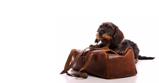 Hunde sind mittlerweile auch in zahlreichen Hotels willkommene Gäste. Hunde sind mittlerweile auch in zahlreichen Hotels willkommene Gäste.