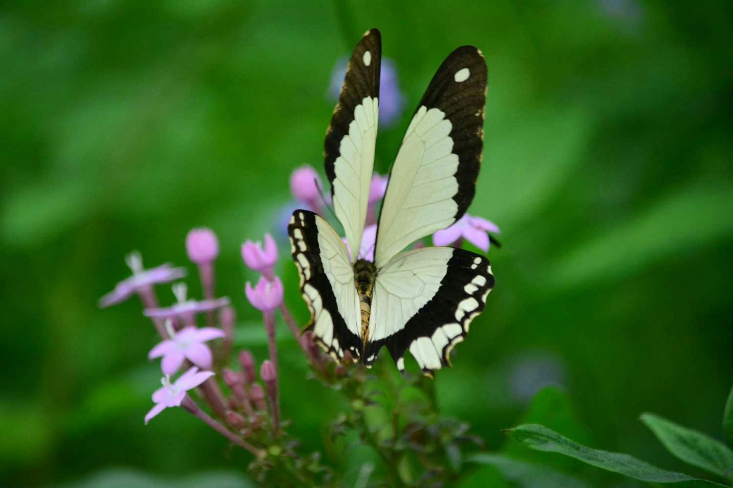 Im Papiliorama fliegen über 1000 Schmetterlinge in einem Tropengarten frei herum.