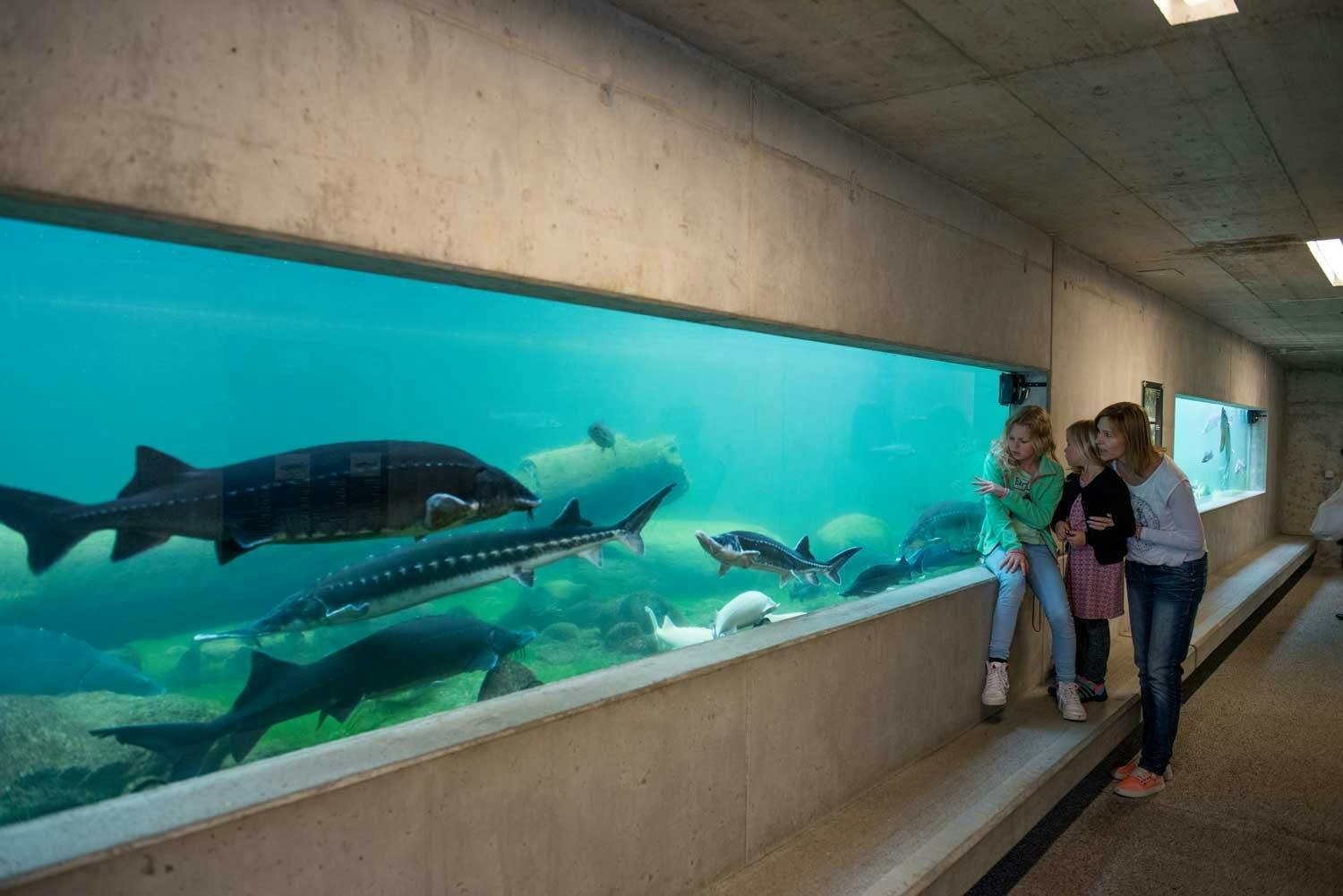 Wie kam der Fisch auf den Berg? Die interaktive Ausstellung im Tropenhaus Frutigen gibt Auskunft.