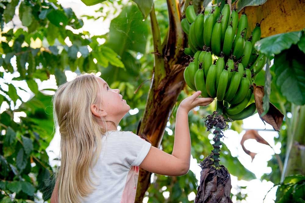 Im Tropengarten befinden sich über 170 verschiedene Pflanzenarten.