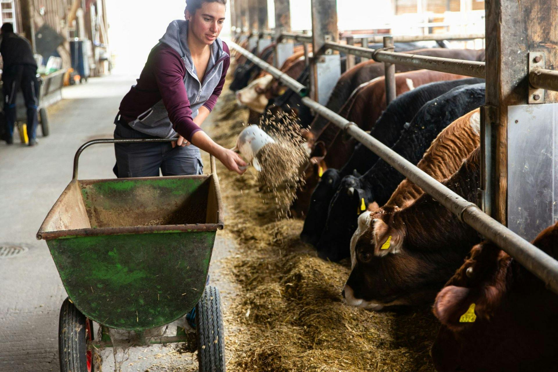 Aus Futter wird hochwertiges Fleisch: Landwirtin Martina Riesen versorgt täglich 160 Rinder auf dem Hof im Berner Seeland.