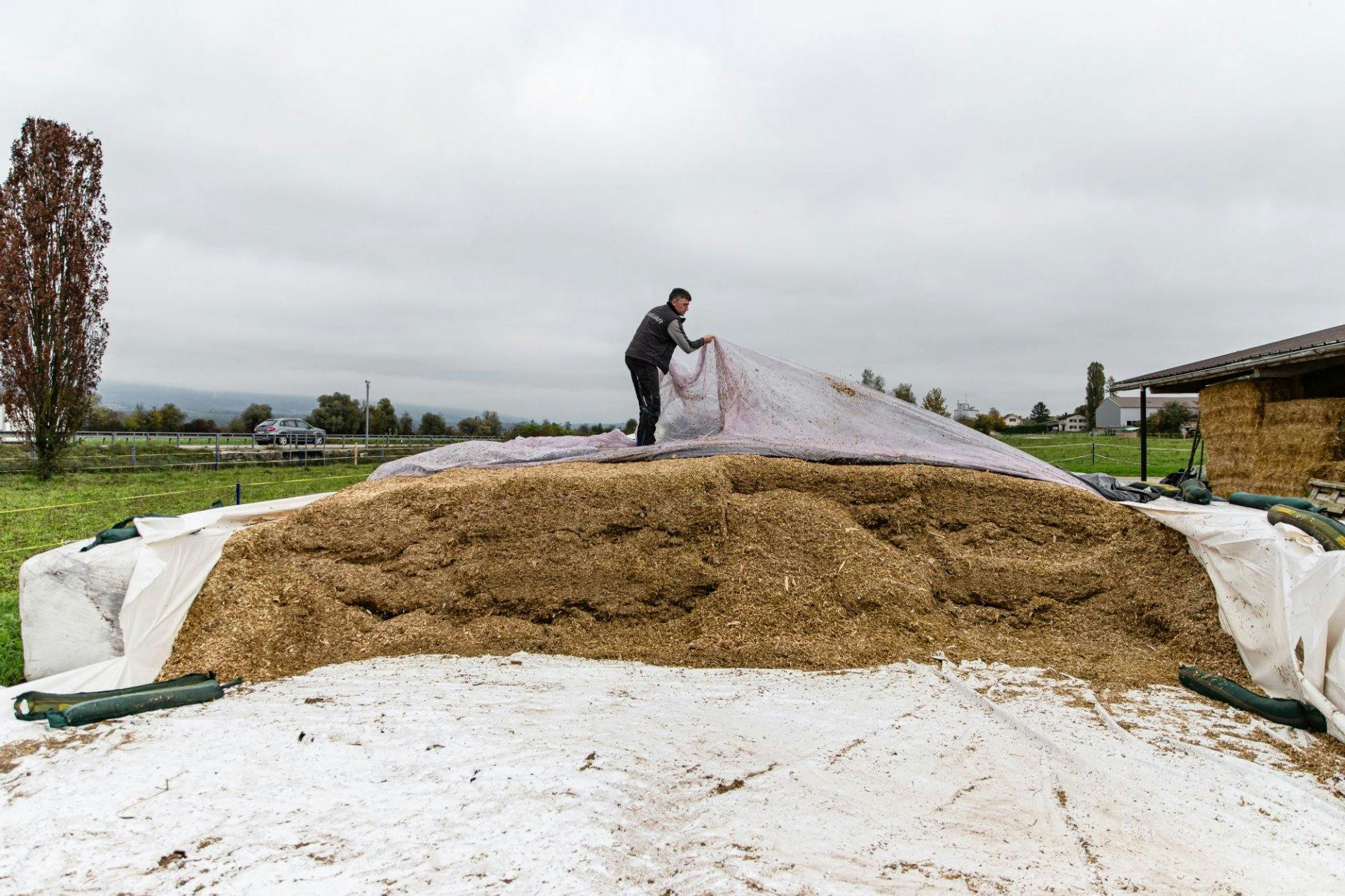 Über 80 Prozent des Futters für seine Tiere produziert Benjamin Affolter selbst, vorwiegend Silage aus Mais, die auch in der Fläche gelagert wird.