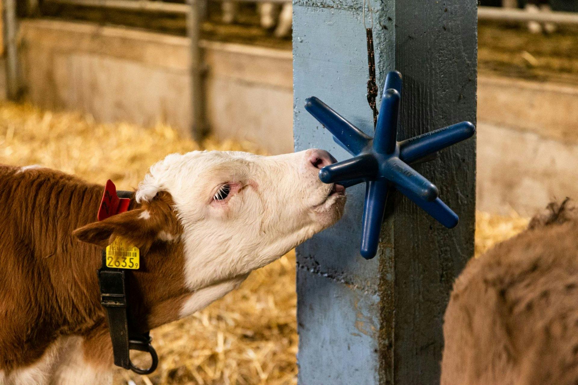 Spieltrieb und Saugreflex: Kälber brauchen Abwechslung.