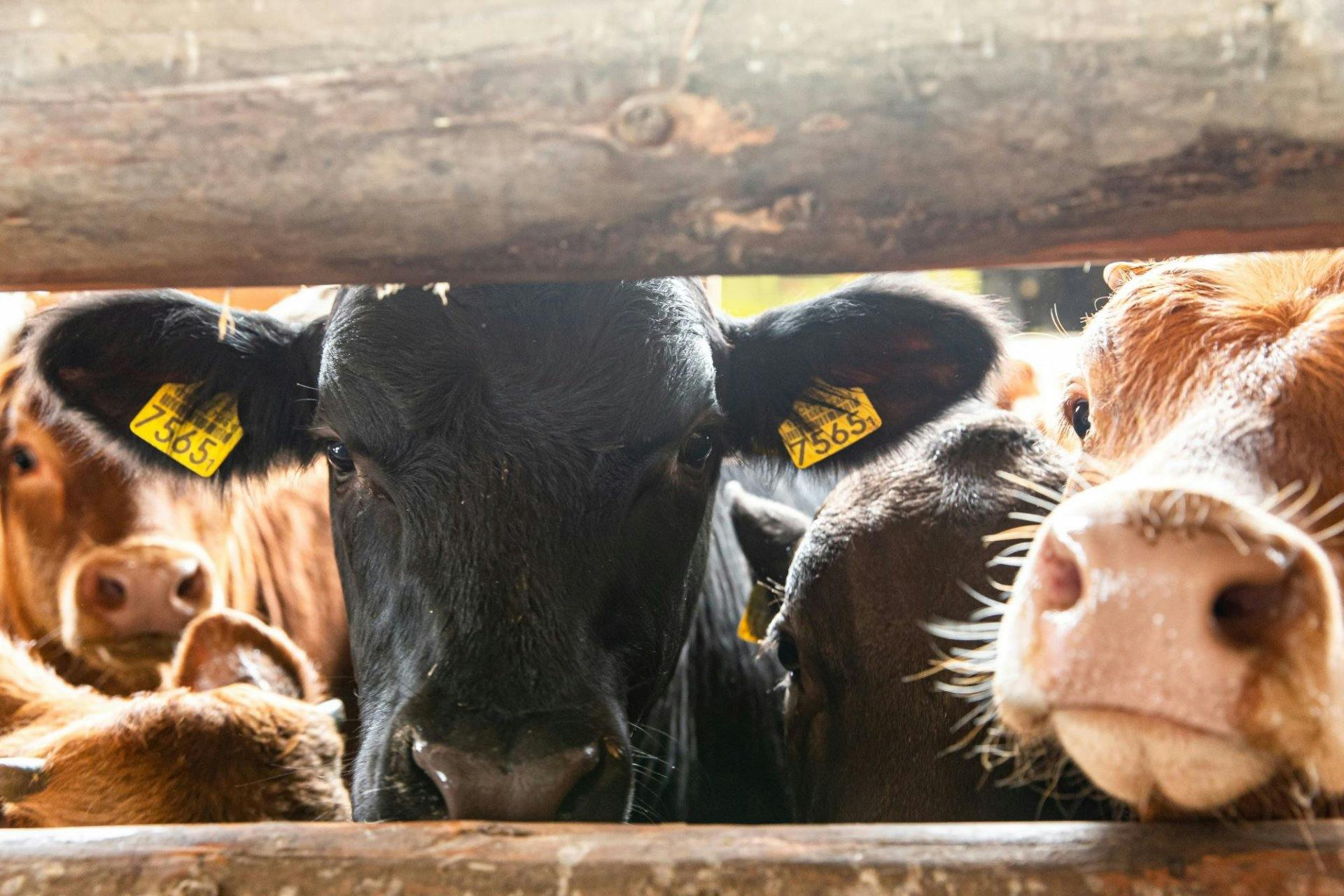 Tierwohl in der Herde: Die neugierigen Rinder wachsen in Gruppen heran.