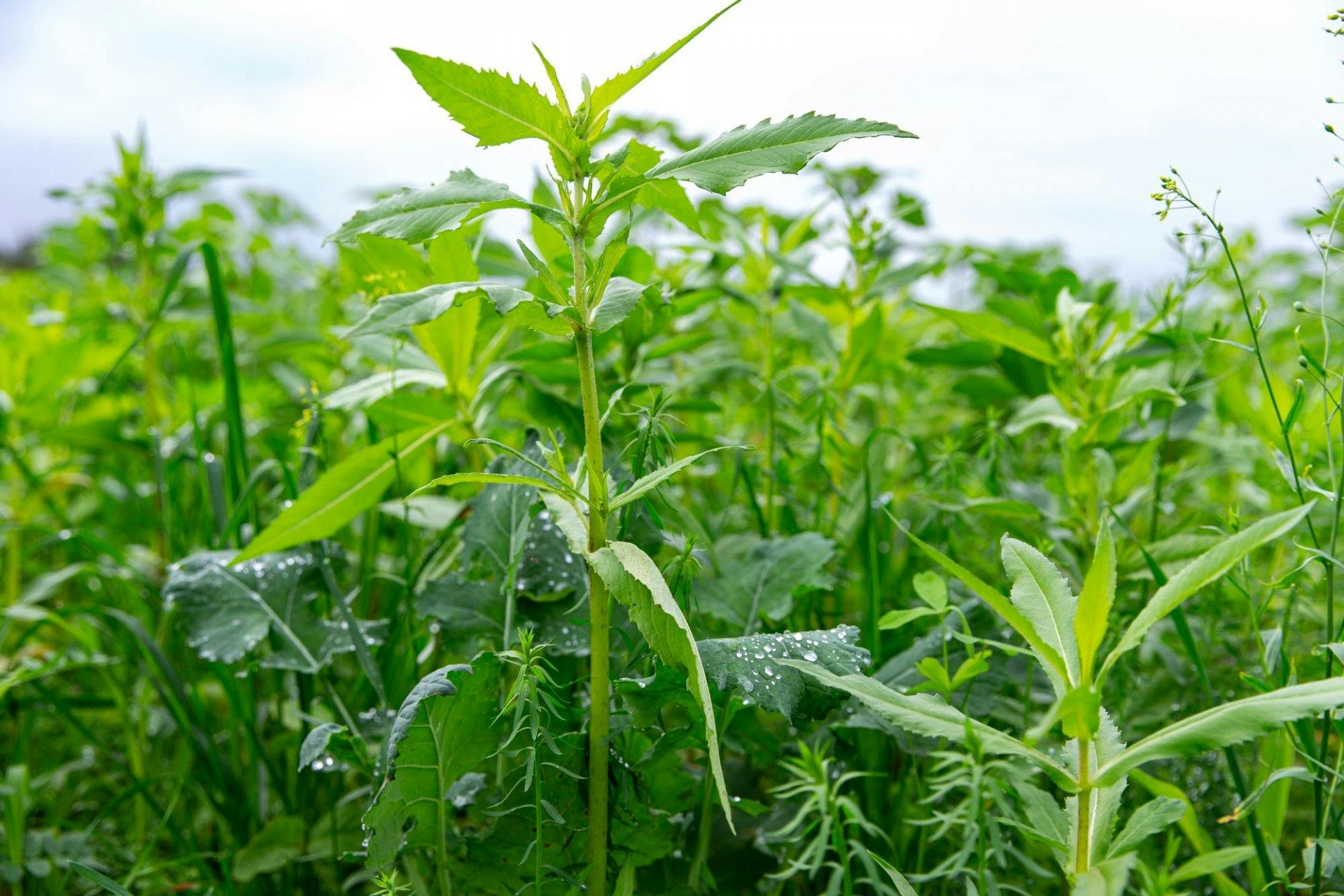 Im Herbst sät Affolter eine Vielzahl unterschiedlicher Pflanzen, die kräftig wachsen, im Winter absterben und so den Boden auf natürliche Art und Weis...