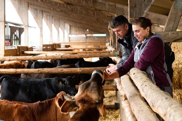 Des animaux en bonne santé donnent des aliments sains issus d’une production régionale: les agriculteurs sont chaque jour auprès des bovins en stabulation libre.