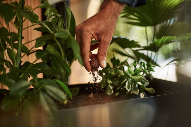 Utilise tes boules de café Coffee B utilisées comme engrais pour tes plantes!