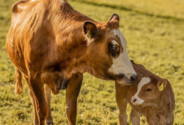 Die Mutterkuhhaltung gibts in der Schweiz seit den Siebziger Jahren. Die Mutterkuhhaltung gibts in der Schweiz seit den Siebziger Jahren.