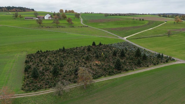 Tannenbäume aus Schweizer Anbau erfreut lokale Produzenten sowie die Umwelt.